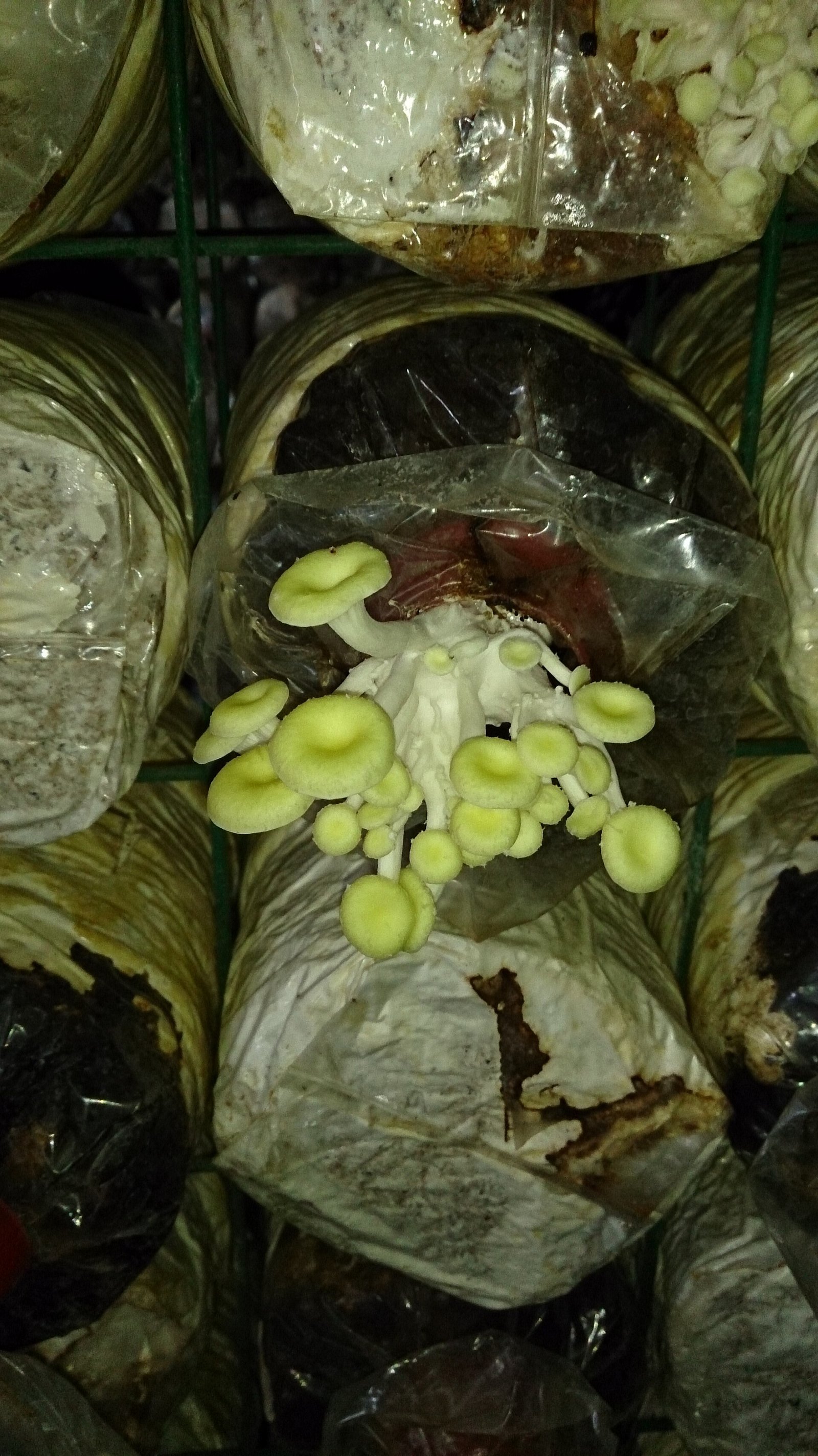 Jamur Tiram Segar