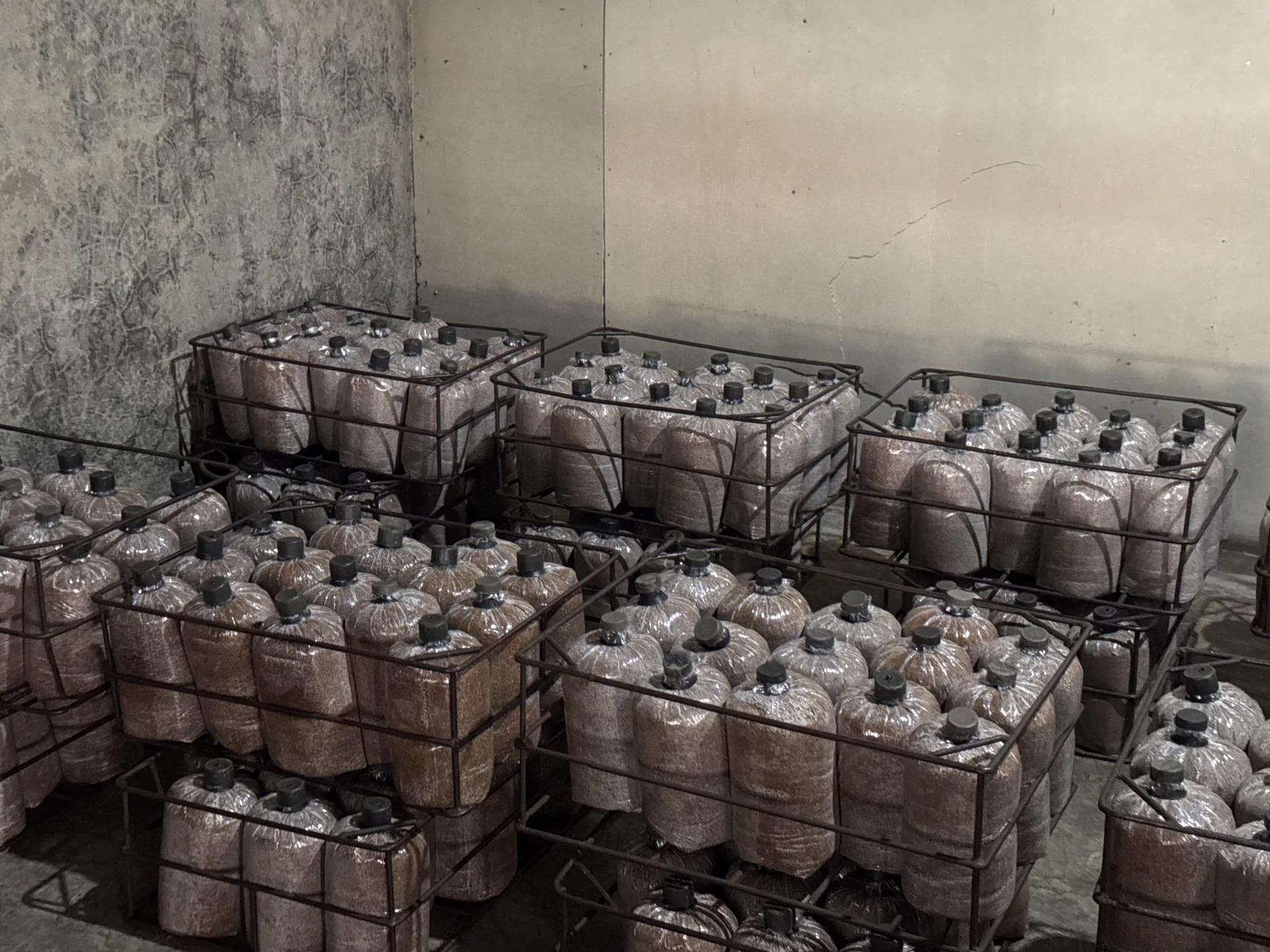 Peluang Usaha Jamur untuk Reseller dan UMKM