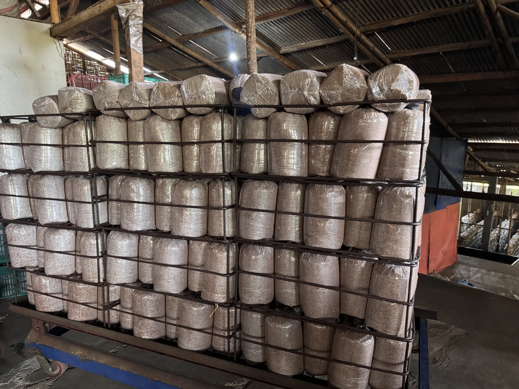 Baglog Jamur